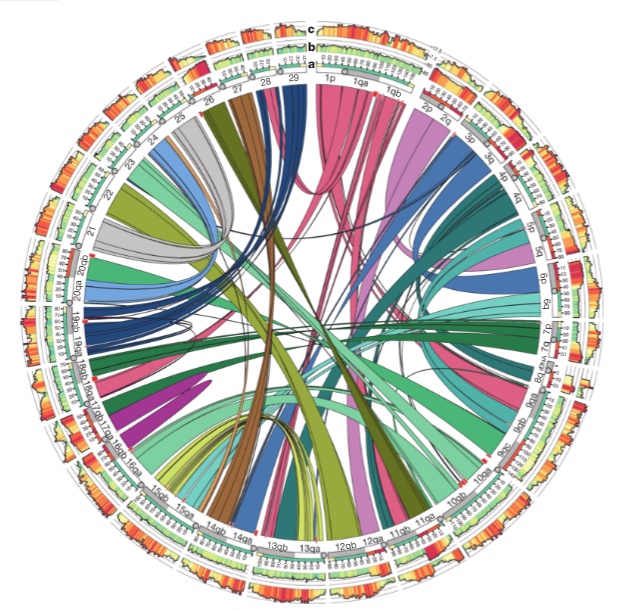 >>A GENOME TALE OF 80 MILLION YEARS