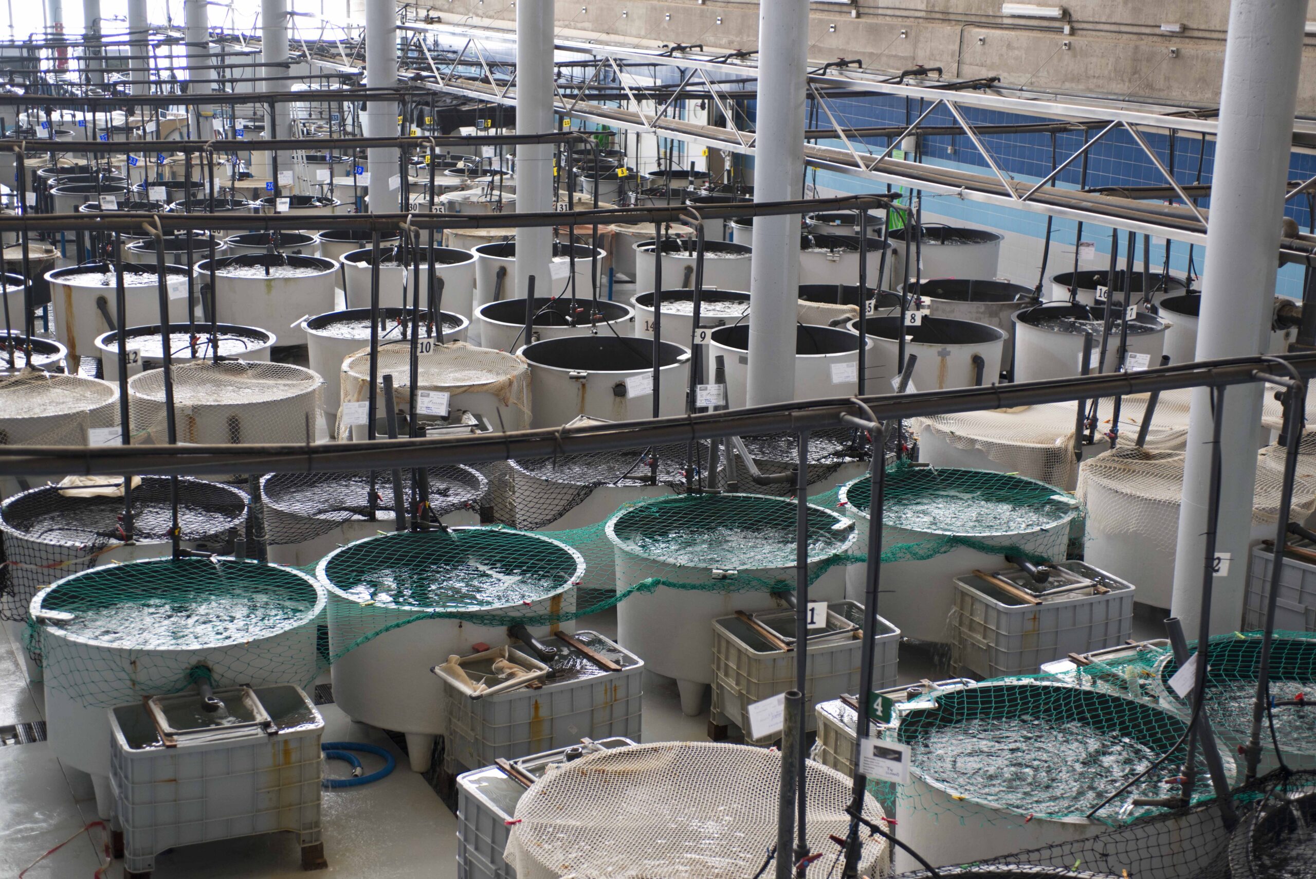 Scaling of bio-marine resources