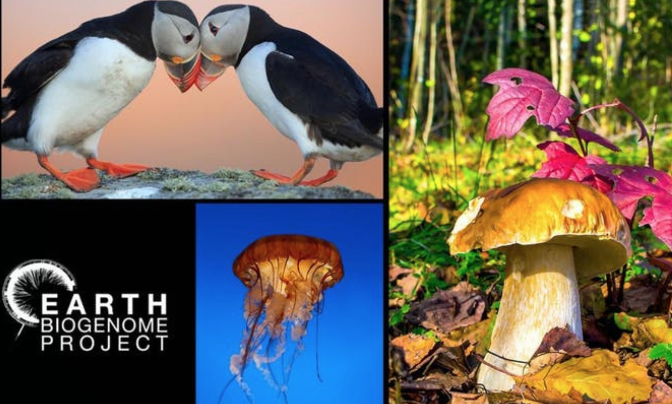 > > Scandinavian launch of The Earth BioGenome Project